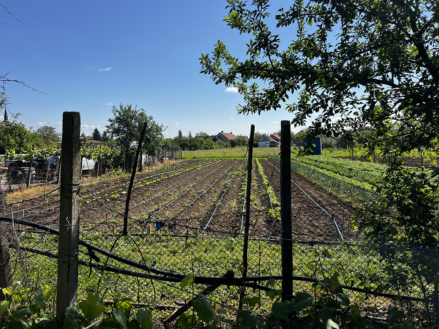 12_Casa cu 4 camere - Biharia - 105.000 €