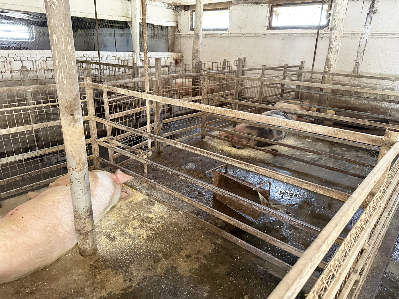 6_Catun / Ferma autorizata 