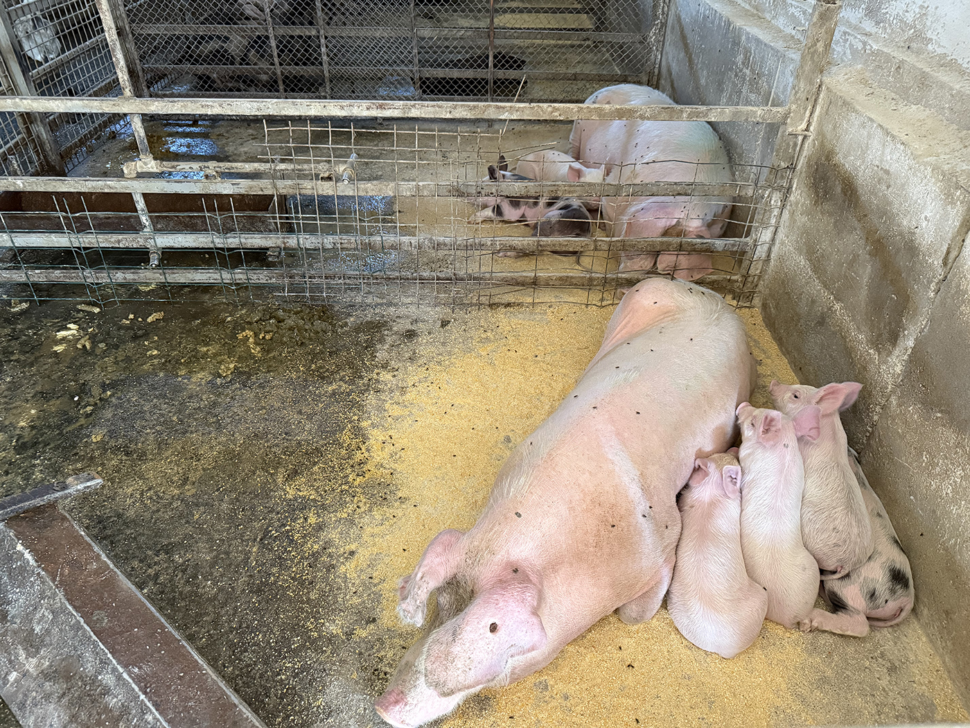 12_Catun / Ferma autorizata 